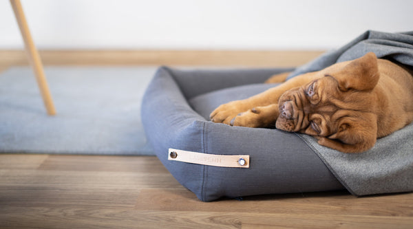 MODERN DOG BEDS AND BLANKETS BY LABBVENN
